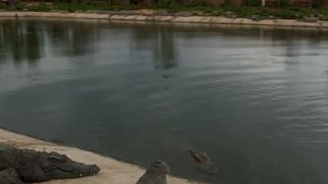 偷偷摸摸靠近鳄鱼！ #鳄鱼 #鳄珍 #鳄鱼皮带