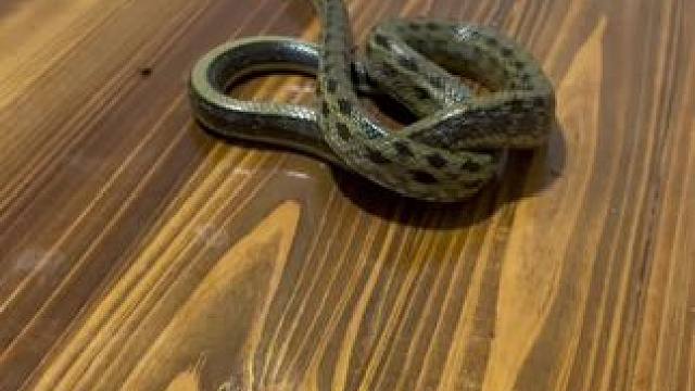 兄弟们这种情况告诉我该怎么办？
#奇妙的动物 #是时候展现真正的技术了 #蛇出没 #爬行动物 #遇到