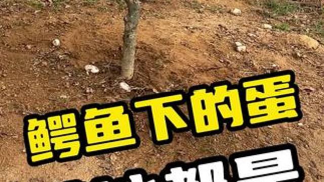 鳄鱼下的蛋，满地都是#鳄鱼 #鳄珍 #鳄鱼养殖场 #危险动作请勿模仿