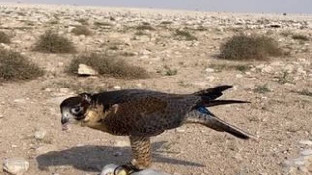 阿拉伯土豪的海东青捉到猎物第一时间拔毛 #国外视频分享 #奇妙的动物
