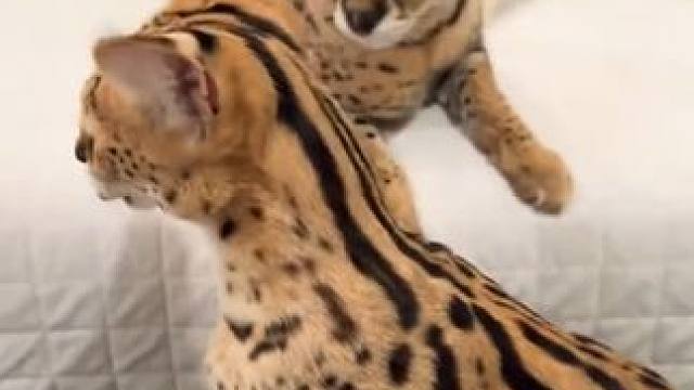 大长腿薮猫 #国外视频分享 #奇妙的动物 #宠物