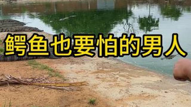 鳄鱼也怕的男人#鳄鱼 #鳄鱼养殖场 #鳄珍
