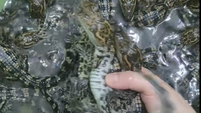 鳄鱼小苗宠物小鳄鱼