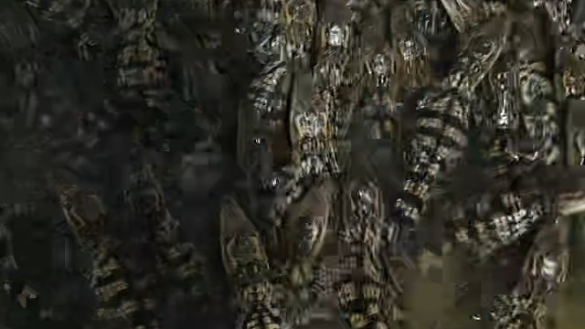 新奇萌宠小鳄鱼。宠物小鳄鱼苗