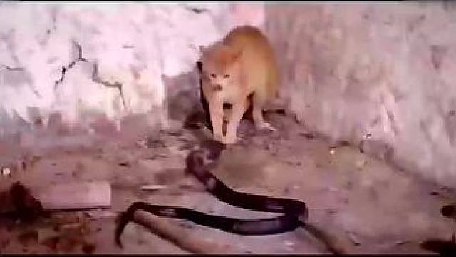 下载《西瓜视频》，免费观看精彩后续/精彩海量免费短剧免费看！ #因为一个片段看了整部剧