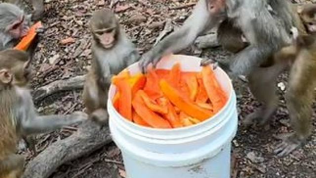 猴子今天吃木瓜 #国外视频分享 #猴子成精 #野生动物零距离