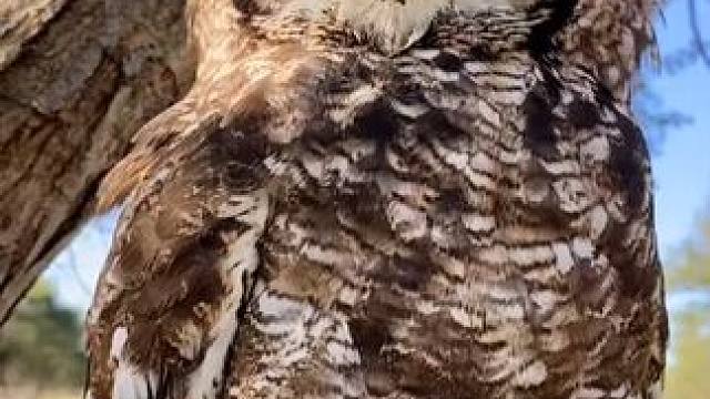 #国外视频分享 #野生动物零距离 #雕鸮