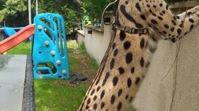 身材修长的薮猫 #国外视频分享 #奇妙的动物 #宠物