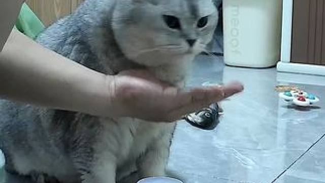 勾栏式撒娇两次，它爹没理它，又生气了不吃维生素 #记录猫咪日常 #监控下的一幕 #鱼油推荐