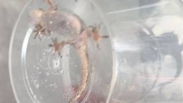 见过这种鳄鱼吗 #爬宠 #爬行动物