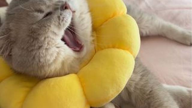 早上好呀 开启幸福的一天#小猫日记