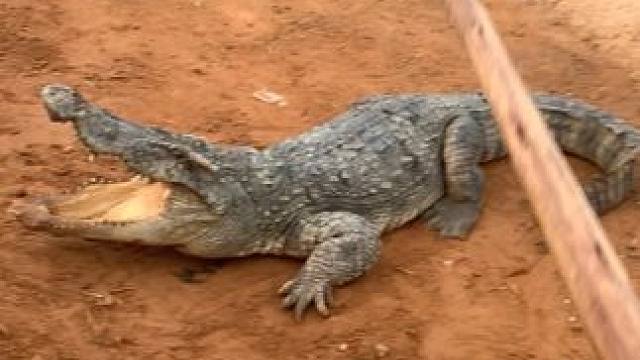 动物的迷惑行为~