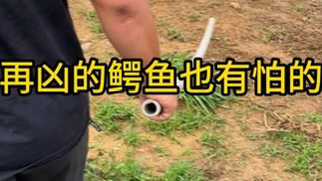 再凶的鳄鱼也有的怕的人#鳄鱼 #鳄鱼养殖场 #鳄珍