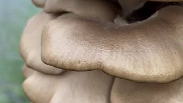 也不知道这是什么蘑菇，可不可以吃 #我的乡村生活 #坐在河边吹吹风 #乡野田间 #乡村生活记录 #乡