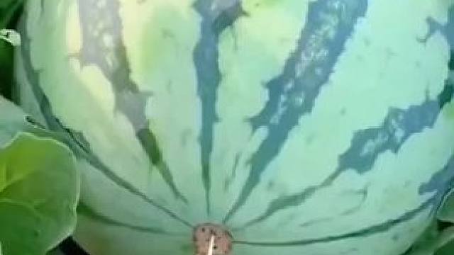 #生活小妙招 #实用小技巧 #挑水果 #实用小秒招 #辨别水果