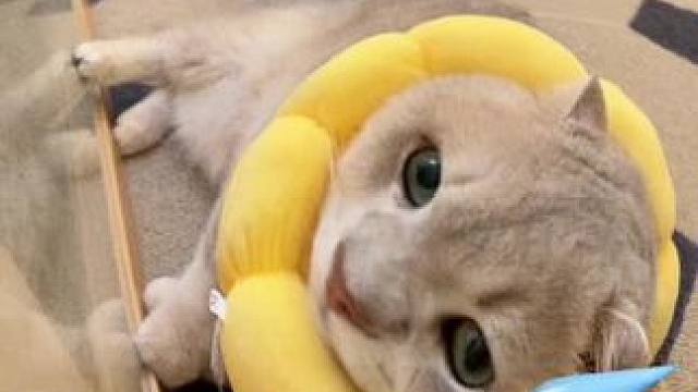 不是 这谁家小猫啊 快领走