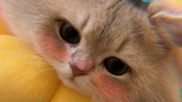 如果你决定跟随感觉 为爱勇敢一次#小猫日记