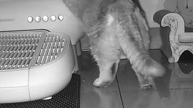 现在阿B喜欢跳着进猫砂盆了 #记录猫咪日常 #监控下的一幕