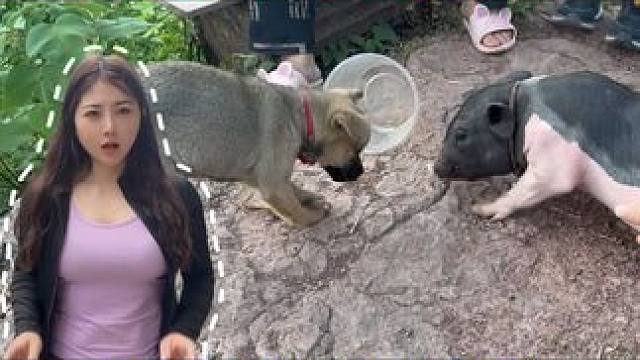 杨美丽在网上买的小猪和小狗，养了一两个月了，现在都怎么样了？ #杨美丽流浪记  #小猪  #小狗  