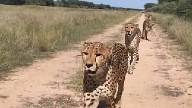 猎豹真瘦 #国外视频分享 #奇妙的动物 #野生动物零距离