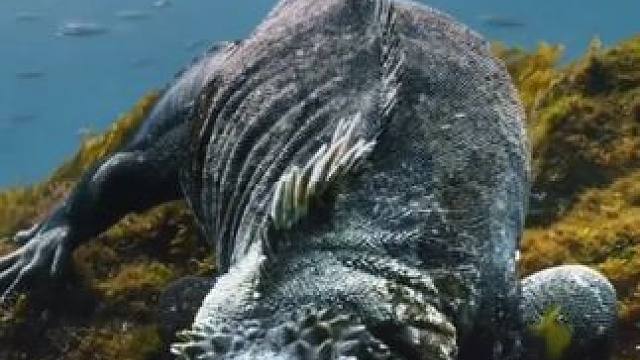 哥斯拉是吃素的 #国外视频分享 #奇妙的动物 #海鬣蜥