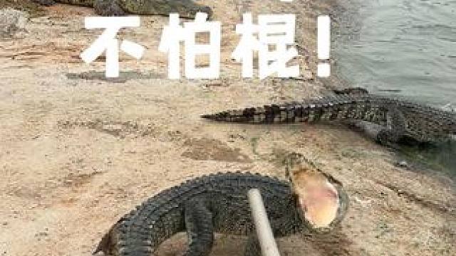 有棍在手，鳄鱼池里横着走！ #鳄鱼 #鳄珍 #鳄鱼皮鞋