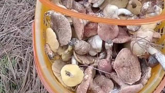 捡菌子的第十七天，一不小心又是爆箩箩的一天。#捡蘑菇 #枞树菌 #山珍美味 #山货上头条 #户外打野