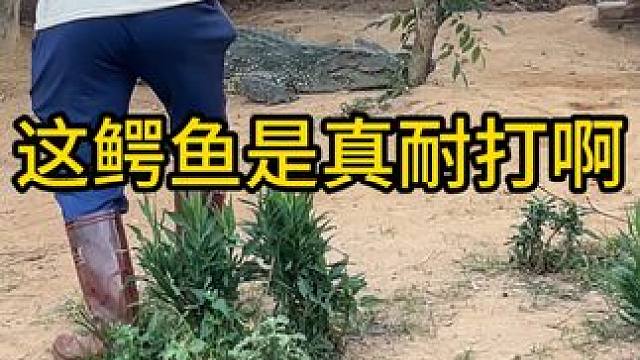 这鳄鱼真耐打啊#鳄鱼养殖场 #鳄鱼 #鳄珍 #鳄珍鳄鱼酒