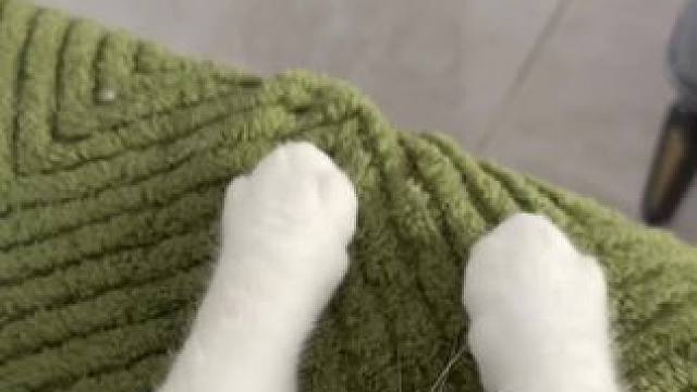 我的新捏捏ฅ՞•ﻌ•՞ฅ