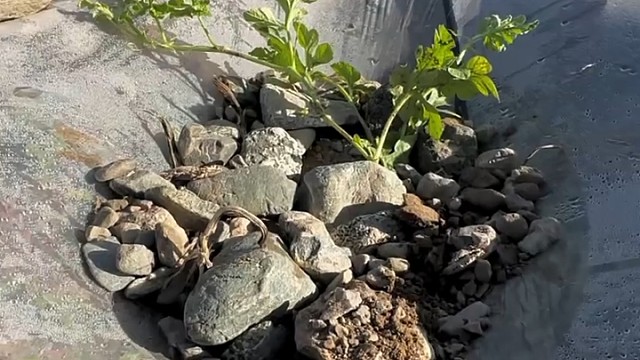 石头缝里的西瓜