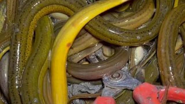 夏天到了，下过暴雨的田里鳝鱼太多啦，轻轻松松抓一桶，太刺激！ #我的乡村生活 #户外 #农村生活 #