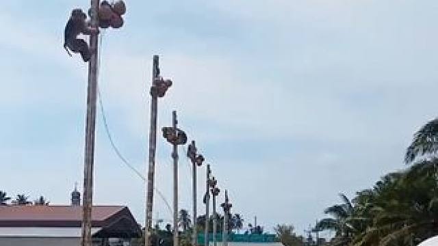 打工猴摘椰子技能大赛 #国外视频分享 #猴子成精 #打工猴