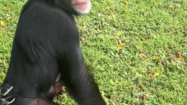 #国外视频分享 #奇妙的动物 #黑猩猩