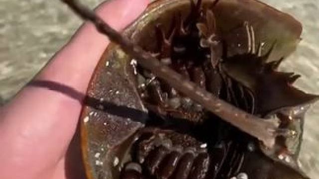 地球最古老的生物之一鲎 #国外视频分享 #奇妙的动物 #海洋生物