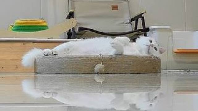 猫淡如菊～这世界的纷纷扰扰与我无关～#狮子猫