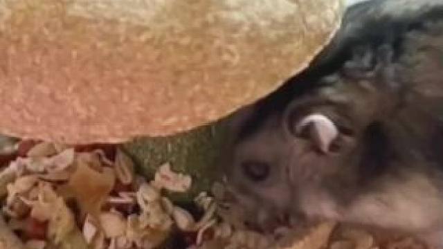 养仓鼠的大佬们，一定要给爱宠安排上苹果核磨牙圈！#仓鼠用品 #养鼠日常分享 #萌宠小仓鼠 #仓鼠