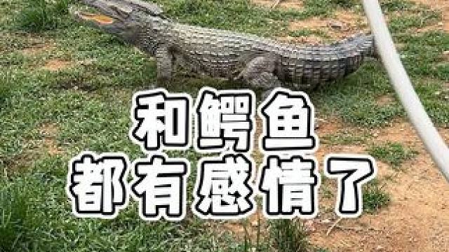 池里待久了和鳄鱼都有感情了！ #鳄鱼 #鳄珍 #鳄鱼皮鞋