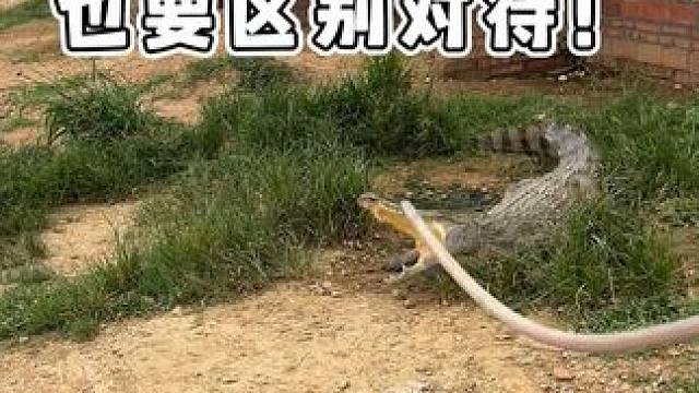 鳄鱼也是要区别对待的！ #鳄鱼 #鳄珍 #鳄鱼皮带