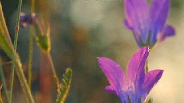 《乌兰图雅-阿尔山的姑娘》点击左下角下载番茄畅听