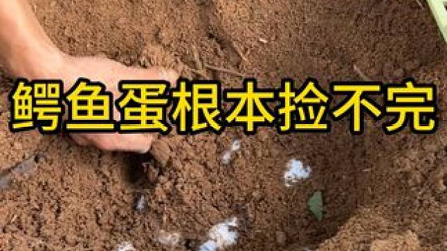 鳄鱼蛋根本捡不完#鳄鱼 #鳄珍 #鳄珍鳄鱼酒