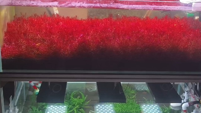 解惑:草缸开缸到底种多少水草合适