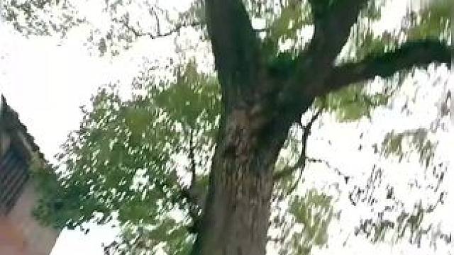 ﻿下载《西瓜视频》，免费观看精彩后续/精彩海量免费短剧免费看！ #因为一个片段看了整部剧