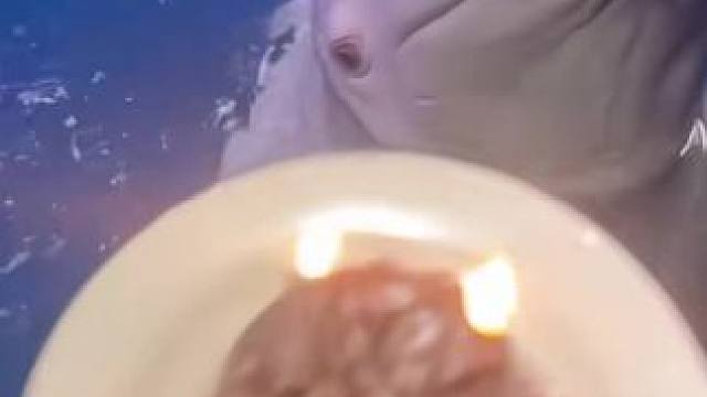 小九：谁让你骗人，明明不是蛋糕
#爱护动物人人有责  #万物皆有灵性 #奇妙的海洋生物 #视频来源于