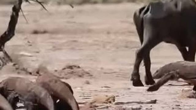 一头水牛妈妈不幸被科莫多巨蜥分食#科莫多巨蜥 #科莫多巨蜥进食 #弱肉强食的动物世界 #野生动物零距