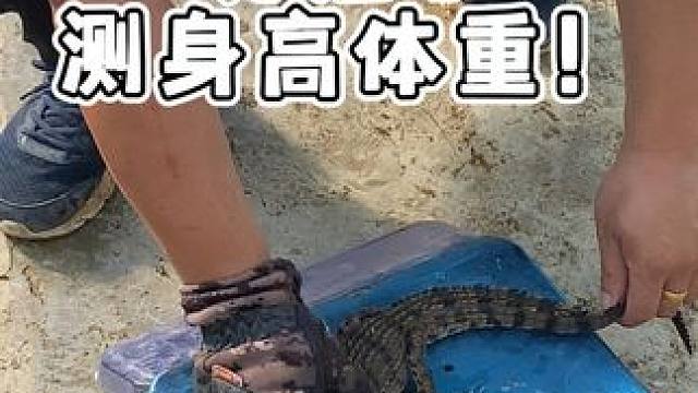 小鳄鱼要分池了！ #鳄鱼 #鳄珍 #鳄鱼皮鞋