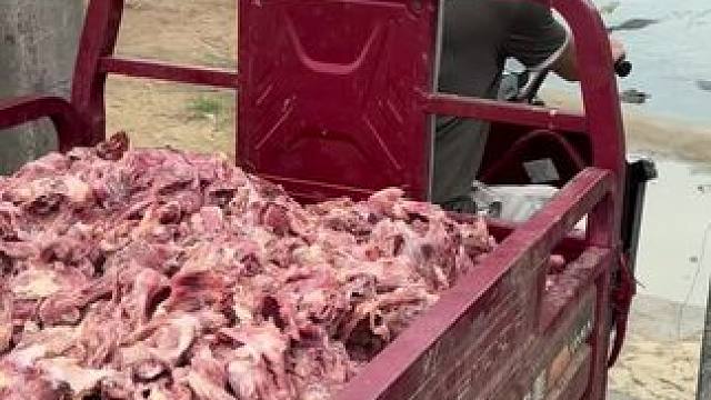 家人们……快来喂鱼