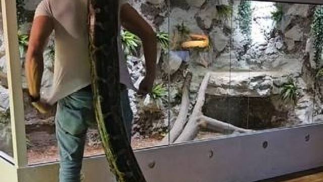 国外狠人的两条宠物 #国外合法拍摄国内请勿模仿 #奇妙的动物 #宠物