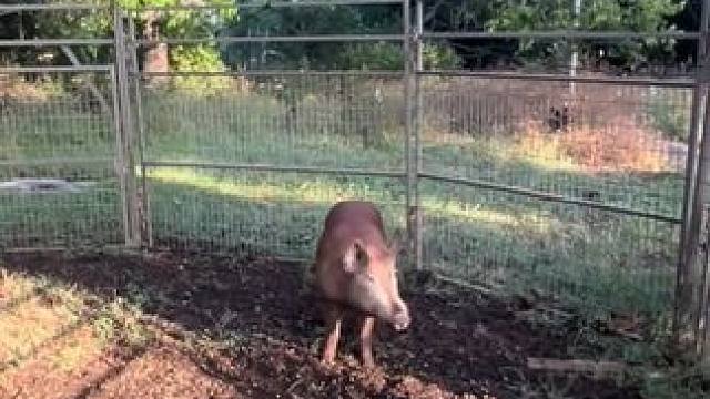 国外农场主捉到一只大野猪准备无害化处理 #国外视频分享 #野生动物零