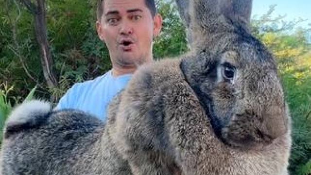 兔之大一锅炖不下 #国外视频分享 #奇妙的动物 #兔子