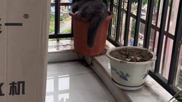 它真知道这是它的名字。#猫猫：让我瞅瞅什么情况